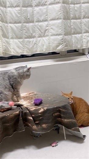 Bah alors tu louches Milo ? 😂