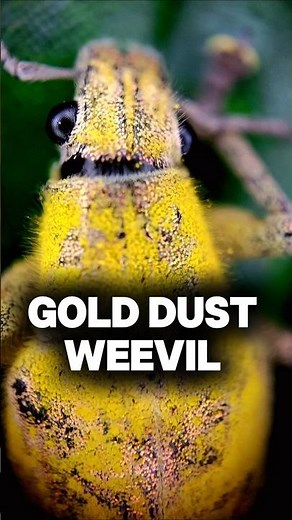 Microscopic View of Gold-Dust Weevil – The Shimmering Jewel of the Insect World #microscope #weevil
