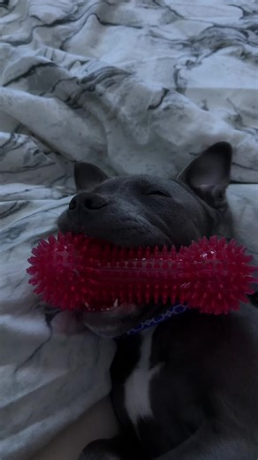 Hugo the Blue Staffy Snoring ASMR Sessions