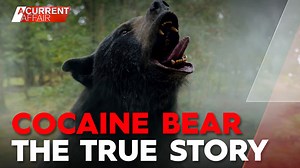 It's a film about a bear who goes on a drug-fuelled rampage and it’s doing a roaring trade at the box office. However, it's not the acting, dialogue or filmmaking that's causing a stir. #9ACA | Watch LIVE 7pm | 9 News