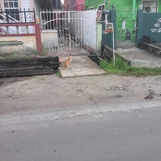 592 (@m.o.b.592)’s videos with Cya Test We - Vybz Kartel