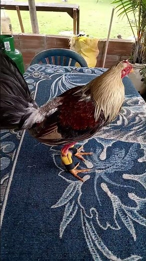 Gallo giro fino 🐓 🐔 gallino de pelea