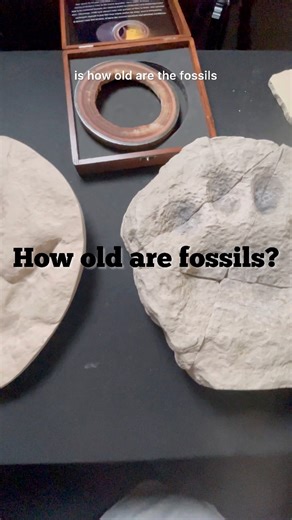 24K views · 202 reactions | If rock and fossils for quickly, how old are fossils? #fossils #dinosaur #lions #geology #paleontology #creationism #evolution | Lost World Museum | Facebook