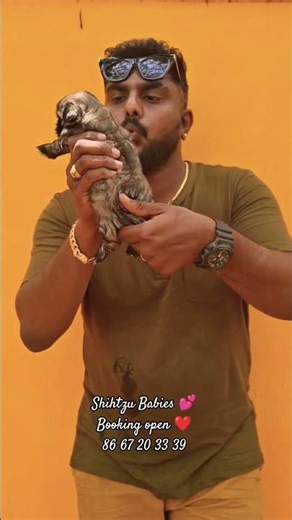 Shihtzu baby Booking open ❤️ - 8667203339 @mspetskennels #shihtzubreed #shihtzupuppy #pets #ms