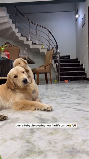 POV : JUST A BABY DISCOVERING HOW FUN LIFE CAN BE 😭🐶💗 # goldenretriever #goldenlife #dogshorts