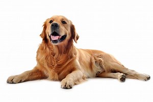 Labrador Retriever : caractère & éducation, santé & entretien, prix...