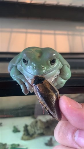 Discover the White Tree Frog Care Tips