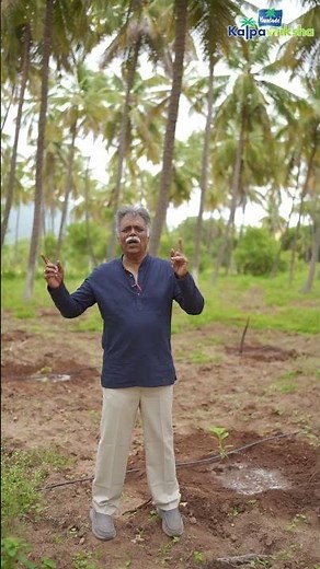 Flowering behavior and synchronization of avocado plants