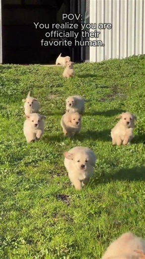 Adorable Fluffy Dogs Compilation 🐶 | Cutest Puppies Ever That Will Melt Your Heart