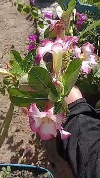 tips to make your desert rose bloom #plants #desertrose #plants #plants #flowers