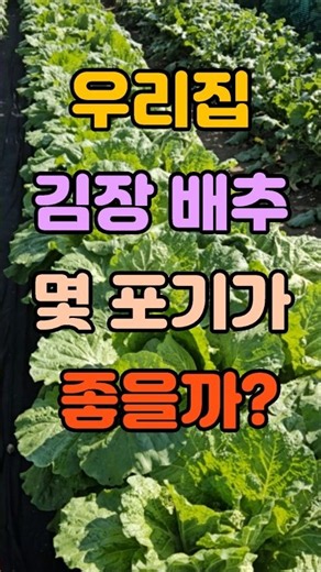 How Many Napa Cabbages Should I Plant for Kimchi?
