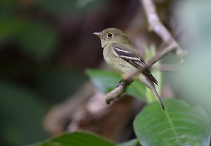 Flycatchers of Wisconsin (14 Species to Know)