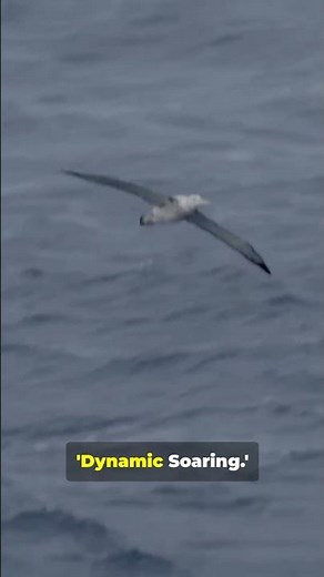 The Bird that Flies for 5 Years! ☁️🌊