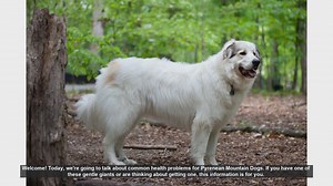 Common Health Problems in Pyrenean Mountain Dogs