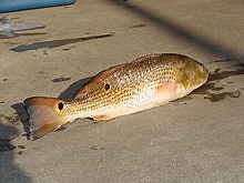 What is a red drum fish? [2025] | QAQooking.wiki