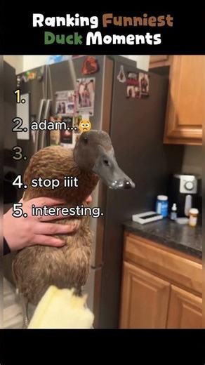 Ranking Funniest Duck Moments 🦆💨