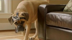 Five Star TV Spot, 'Cinco the Dog vs. Five Star Notebooks: Slobber Clobber'