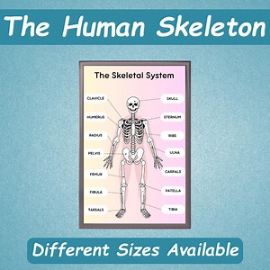 Human Skeleton Poster for Kids | Human Bones Printable | Educational Toddler Posters | Kids Learning Activity | Home Schooling Busy Book | - Etsy UK