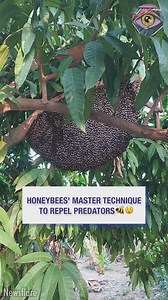 I never imagined bees could create such a spectacle 😯 | Bright Side