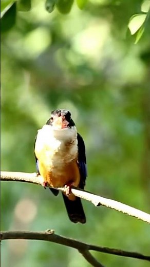 Kingfishers: The Dazzling Hunters of the Water 🌊 #natural #birds #shorts