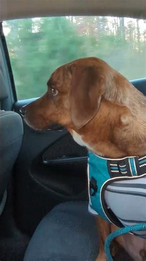 #VIRAL #TRENDING #Viral #Trending Subscribe, View, Share, Like, & Or Comment! Who is a good boy 2