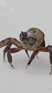 Crab walks on white sand beach #sand #beach #whitesand #crab #walk #crabwalk #nature #wild HA68626 | HAWI Studios