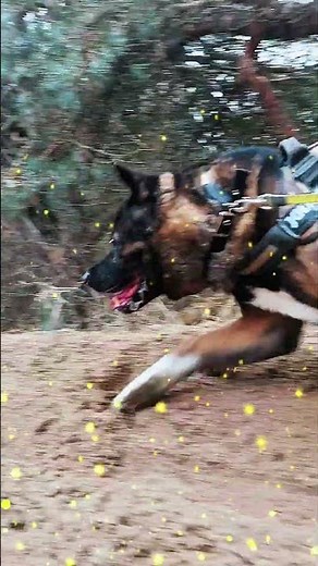 How an American Akita Moves Through the Wild