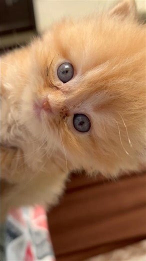 Mufasa the Lion King 👑 #persiancat #mufasa