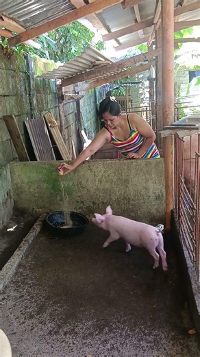 done paligo + pakain kai ihid ☺️🐖 | pig care #pigfarming