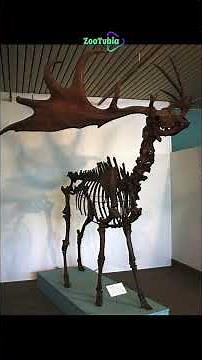 The Irish Elk Had Antlers Wider Than a Car 🦌 | Ice Age Giant Explained