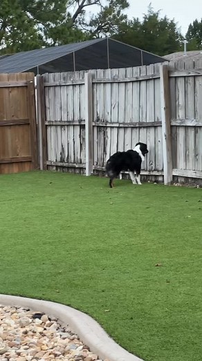 When fence fighting needs to stop, try this⬇️ Fence fighting often escalates over time, specifically due to a lack of addressing and interrupting the behavior. When I see fence fighting first hand I do these things: 1) Stay calm, and get myself over to the scene. 2) Use my body as a barrier and start moving the dog away from the fence. If you have a dog who redirects, is more intensely fighting at the fence, etc. it’s best to put a leash on them instead of using your body. Stay persistent! 3) Re