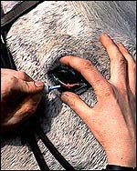 All about the equine eye: ulcers - Horse & Hound