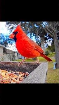 Beautiful bird friends!!!🐦