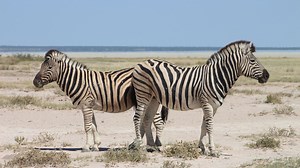 Plus de 700 animaux sauvages à abattre en Namibie pour lutter contre la faim : 'Un précédent très inquiétant' - RTBF Actus