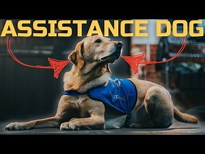 How Your Dog Can Become An Assistance Dog And Save Lives