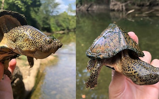 【中文字幕】炎热酷夏 潜水寻龟 溪流中野采剃刀龟 | Razor-Backed Musk Turtles（2021.9.17）