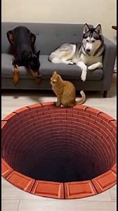 The dogs said ‘trust the process.’ The cat said ‘absolutely not #doberman #dogs #dogslife #doggo #dog #doggy #doggle #dogsofinstagram #dogreels #fblifestyle | The Dobie Team