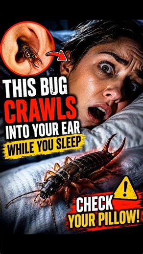 This Bug Crawls Into Your Ear While You Sleep