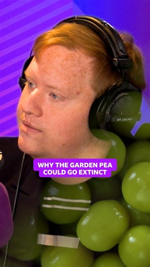 No one cares more about peas than this guy! #RadioScotlandBreakfast⁣