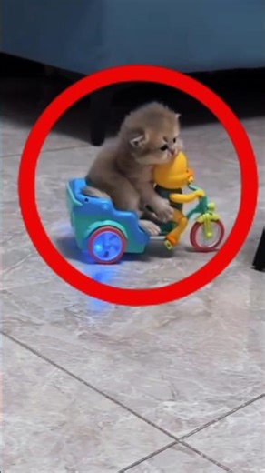 Cutest Kittens Ever Part 2 🥰🐱