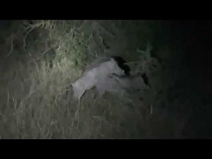 Warthogs mating in the African wild savanna