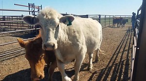 5.4K views · 114 reactions | The Johnson family gives us a virtual tour of one of the Happy(est) Texas ranches. While teaching us a little social studies along the way. To see the rest of their lessons (and more) go to https://vimeo.com/channels/txfbaitc | Texas Farm Bureau | Facebook