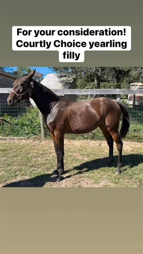 For your consideration… TOP CHOICE ARCANA (b,f, Courtly Choice x Shellback Sailor) She is the first filly out of her dam and is by NY-Sire COURTLY CHOICE, the sire of 89 starters, 29 of which are sub 1:55 starters and 10 $100,000 earners and whose yearlings are averaging $15,000 so far in 2025. From her 2nd dam (R U For Me) ARCANE HUNTRESS is now a winner of 2 with a record of p, 3, 1:57.1h ‘25 and with lifetime earnings of $24,820! From a strong maternal line family, this filly is ready to join