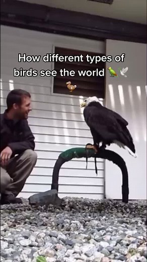 Exploring How Birds See the World