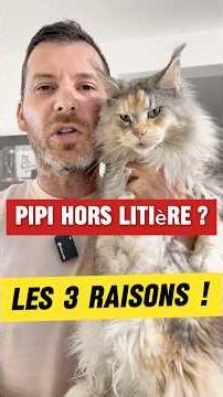 Ton chat urine hors de sa litière? 3 causes principales ! #chat #shortvideo