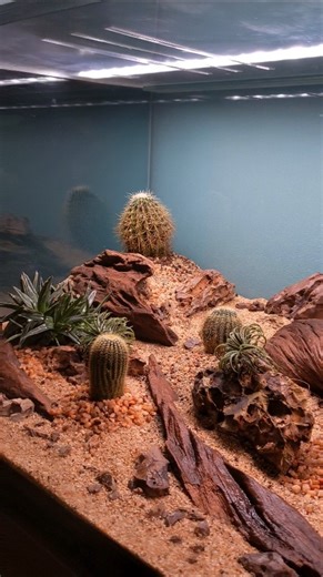 Desert theme Terrarium | Low maintenance Dry Terrarium