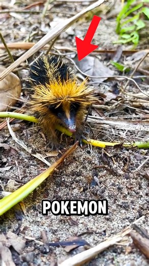 Real Life Pokémon: The Streaked Tenrec