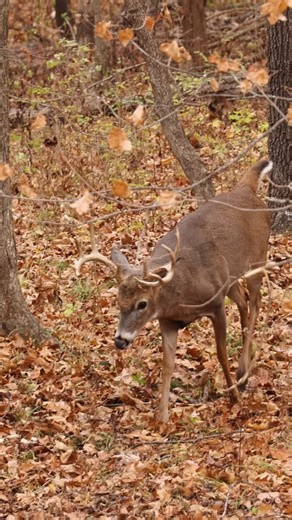 9.4K views · 2.8K reactions | Unbelievable hunts recently. Nov 8 = 19 does 25 bucks. Nov 10 = 23 does 25 bucks. 9 mature bucks in total, movement has been primarily from first light until 1pm, with multiple mid-day buck encounters around noon. If you’re still out there after them like me, keep on putting in those hours, hopefully soon our hard work will pay off #BowOnly | Bow Only Outdoors | Facebook