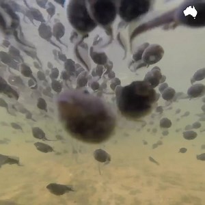 27K views · 221 reactions | The life cycle of frogs is absolutely incredible. | The Australian | Facebook