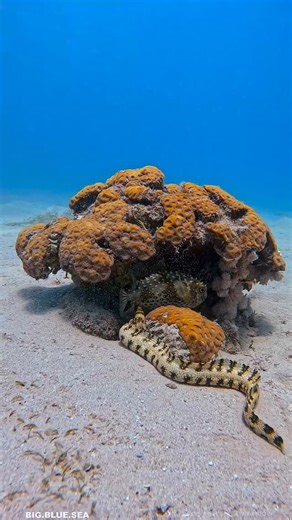 Joseph Leverton on Instagram: "5 fascinating facts about the Snowflake Moray Eel (Echidna nebulosa), a striking and hardy species found on reefs and rocky bottoms: 1. Named for Its Pattern: The Snowflake Moray gets its name from the white-and-yellow blotches on its dark body, which resemble snowflakes or scattered stars perfect for blending into coral and rocks. 2. Nocturnal Hunter: This eel is most active at night, emerging from its crevice to hunt small crustaceans like shrimp and crabs using 